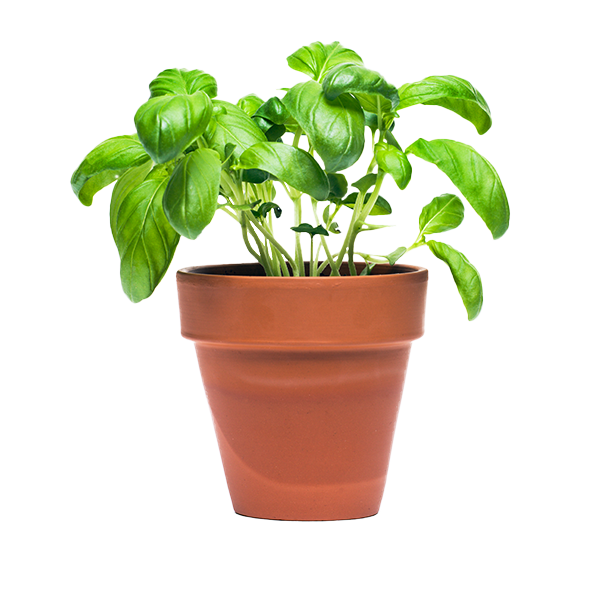 Potted Herbs